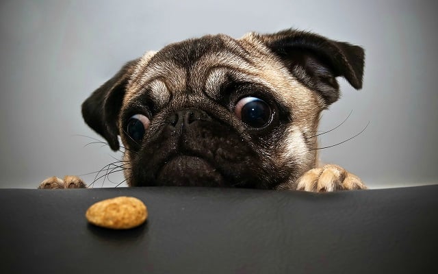 10 Coolest Dog Breeds For The Man About Town