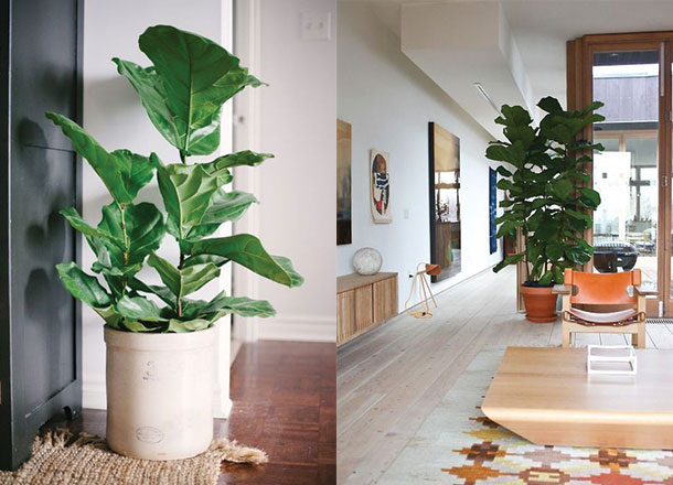 5 Best Indoor Plants For Men Urban Oasis Cool