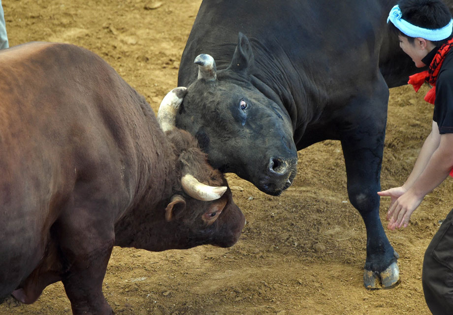 Okinawan Bullfights