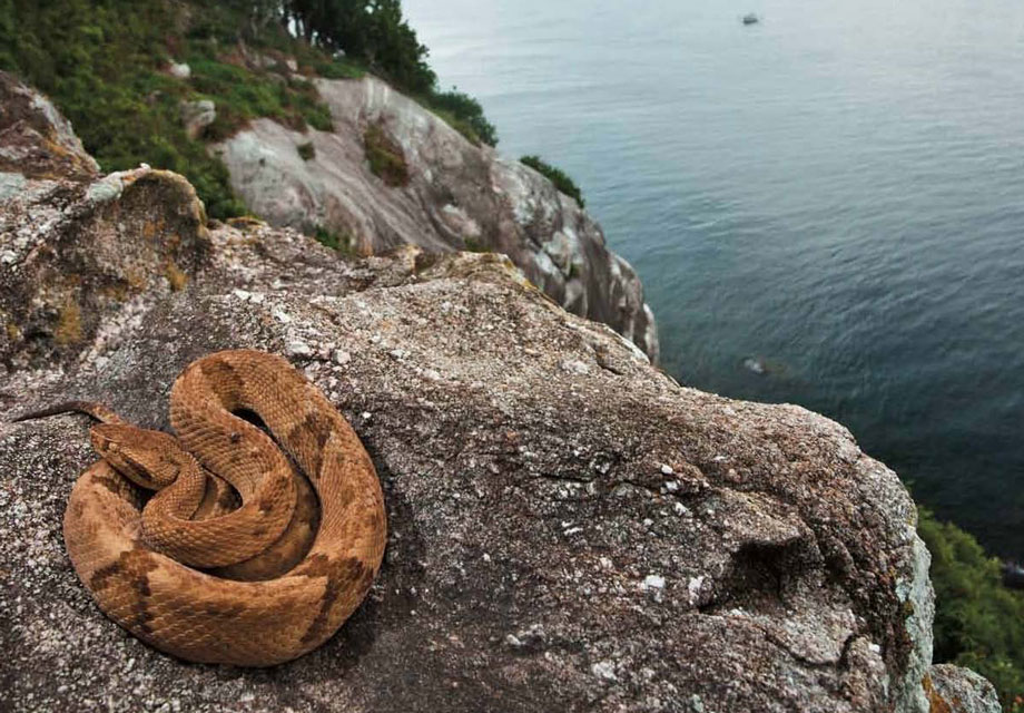 Snake Island, Brazil