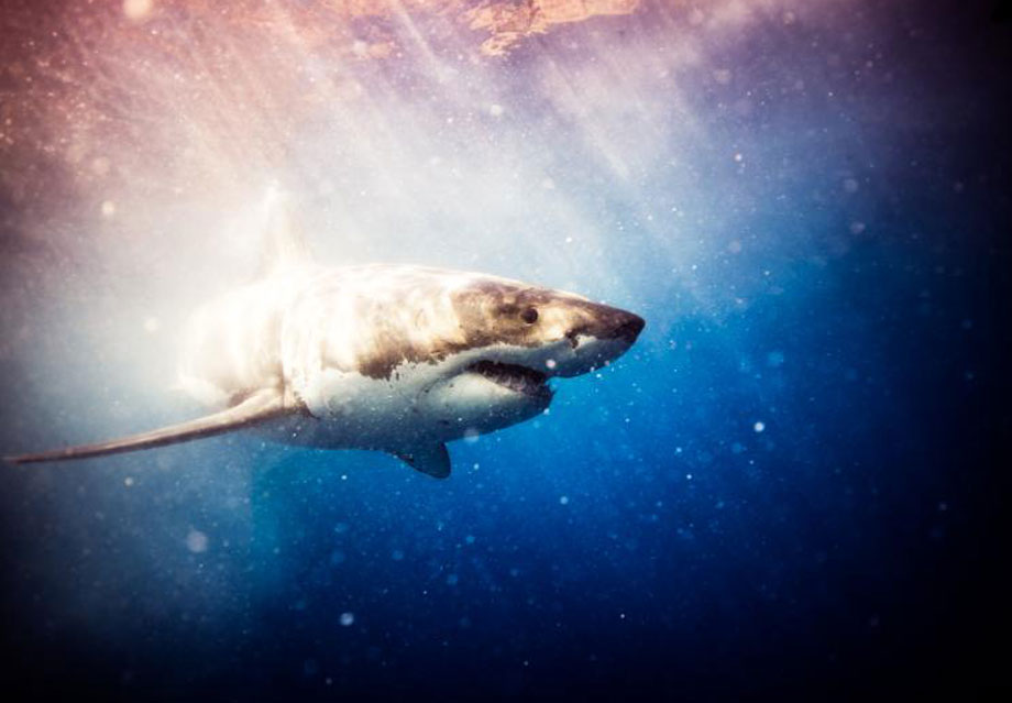 Белая акула кархародон. Акула 2024. Meg 2 the trench 2023. Акула 2024. Мегалодон фильм.