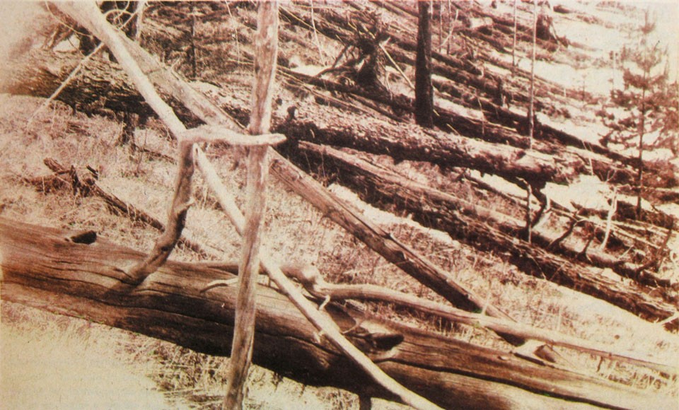 Tunguska_event_fallen_trees