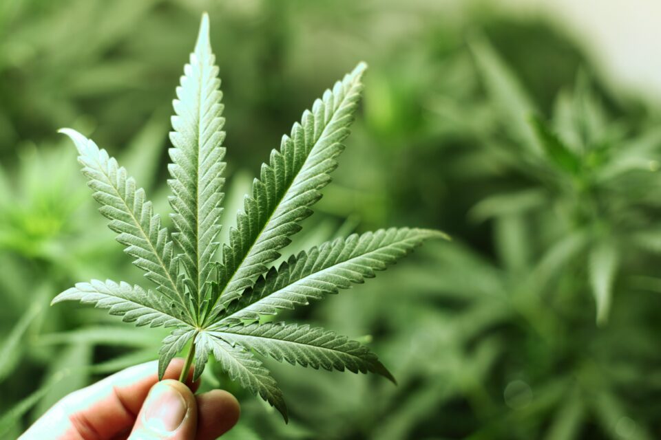 Islam-and-marijuana-