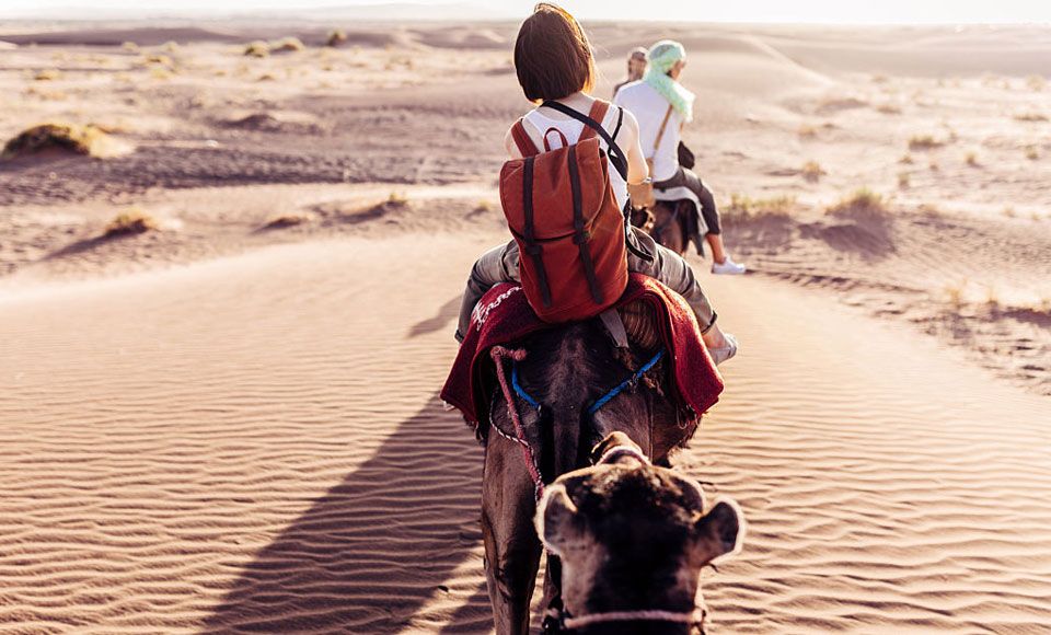 cameldesert