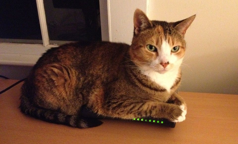 cat