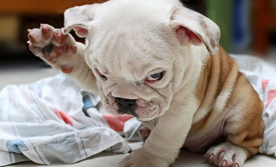 Your Dog Remembers All Those Awful Things You Did