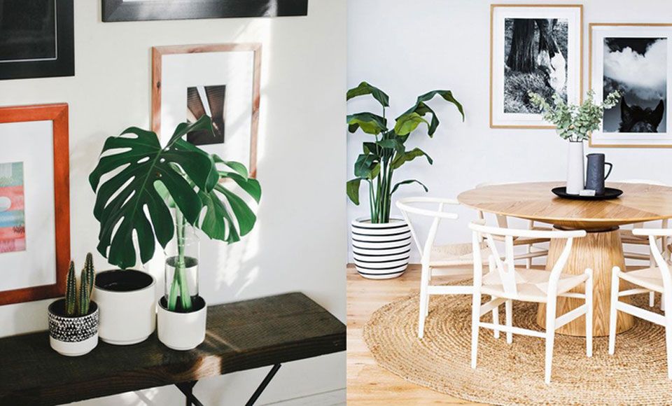plants