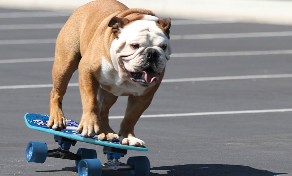 skate