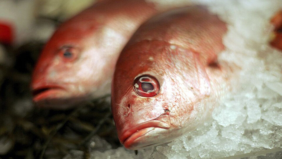 SAN FRANCISCO - OCTOBER 17: Fresh Red Snapper lies on ice at the San Francisco Fish Company October 17, 2006 in San Francisco, California. A study by the Institute of Medicine found that eating fresh seafood twice a week is healthy for your heart and may reduce the risk of heart disease. The study also says that eating fish twice a week also outweighs the risk of exposure to mercury and other dangerous contaminants. (Photo by Justin Sullivan/Getty Images)