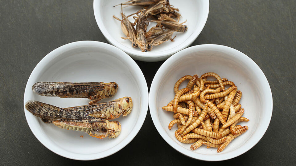 BERLIN, GERMANY - MAY 09: In this photo illustration dried grasshoppers, mealworms and crickets seasoned with spices and bought at a store selling insects for human consumption lie presented in dishes on May 7, 2014 in Berlin, Germany. An increasing numbers of advocates worldwide are promoting insects as a viable source of food for humans, citing the high protein value, abundance and low cost. (Photo Illustration by Sean Gallup/Getty Images)