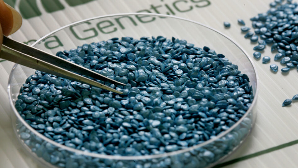 BERURIM, ISRAEL - FEBRUARY 13: About 1,000 tiny seeds of hybrid cherry tomatoes, named Summer Sun and valued at about 1 USD each, are seen in a petrie dish as a Hazera Genetics laboratory worker sorts them at company headquarters February 13, 2007 at Berurim in central Israel. One kilogram of Summer Sun seeds developed by Hazera Genetics, an Israeli company specializing in breeding and marketing non-GMO hybrid varieties of vegetable and field crops, was sold to growers in Europe for 350,000 USD or about 268,800 Euros, more than sixteen times the price of gold. The warm-yellow colored fruit, with high concentrations of sugar which makes for a unique honey sweet taste, retails in Europe for about 23.50 USD, or about 18 Euros a kilogram. The seeds have been tinted blue, the company's trademark color. (Photo by David Silverman/Getty Images)