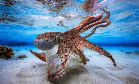 Underwater Photographer Of The Year