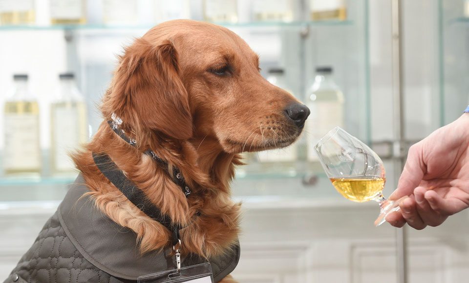 A New Whisky Bar For Dogs Has Opened In Melbourne