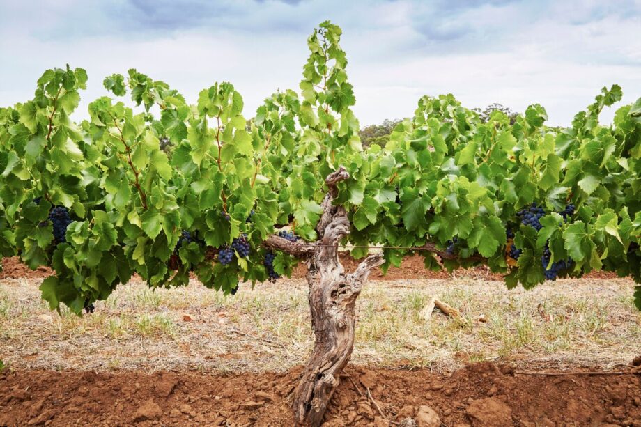 The Difference Between Cheap & Expensive Wine, According To Experts