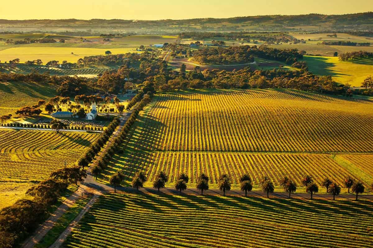 Best Barossa Valley Wineries For Sampling The Finest Shiraz