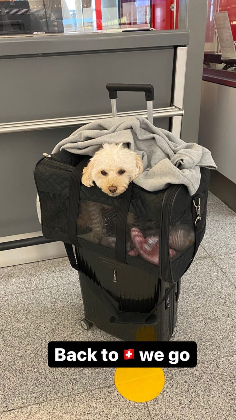 ‘Puppy Smuggling’ The European Flight Freedom Australians Miss Out On