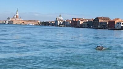 Venice Dolphins Sighting Shows We Shouldn't Be Too Eager For Travel To Return