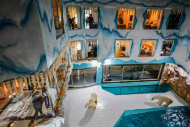 Astonishing Chinese 'Polar Bear Hotel' Draws Widespread Condemnation