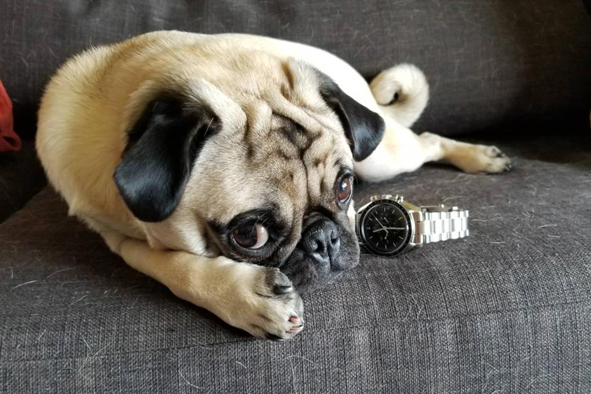Watches Are A Far Better Investment Than Designer Dogs Right Now