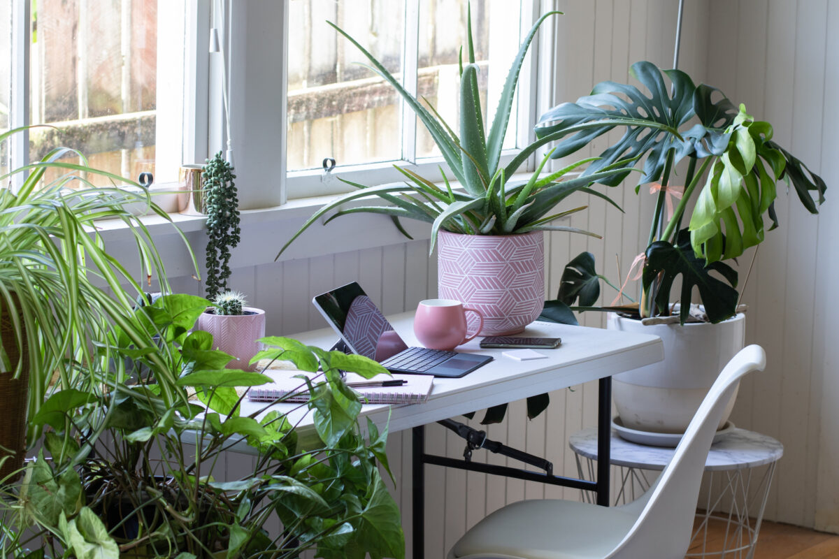 I Became A Reluctant 'Plant Dad' In Lockdown… &amp; It's A Surprisingly Good Move