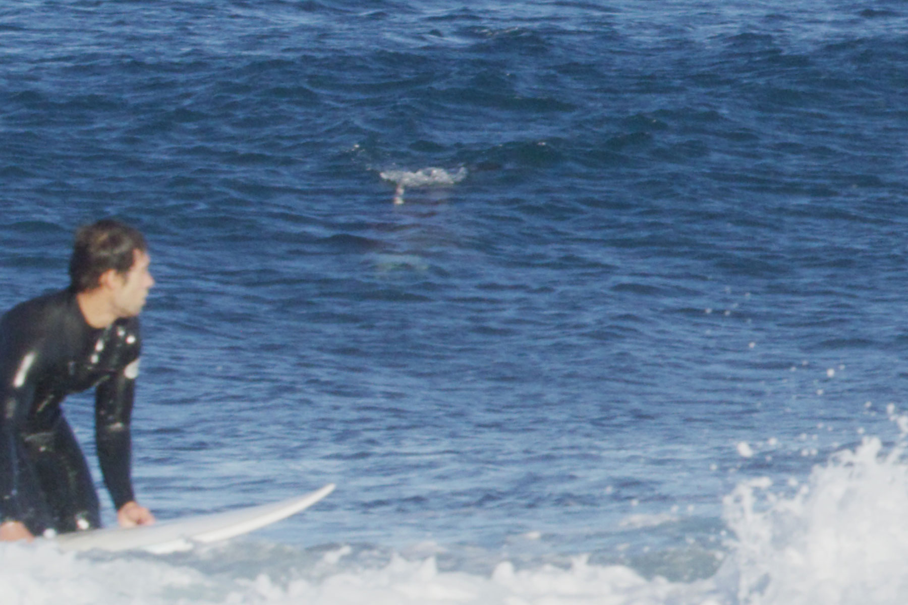 Shark Sightings: Great White Shark Chases Surfers Out Of Water On NSW Coast