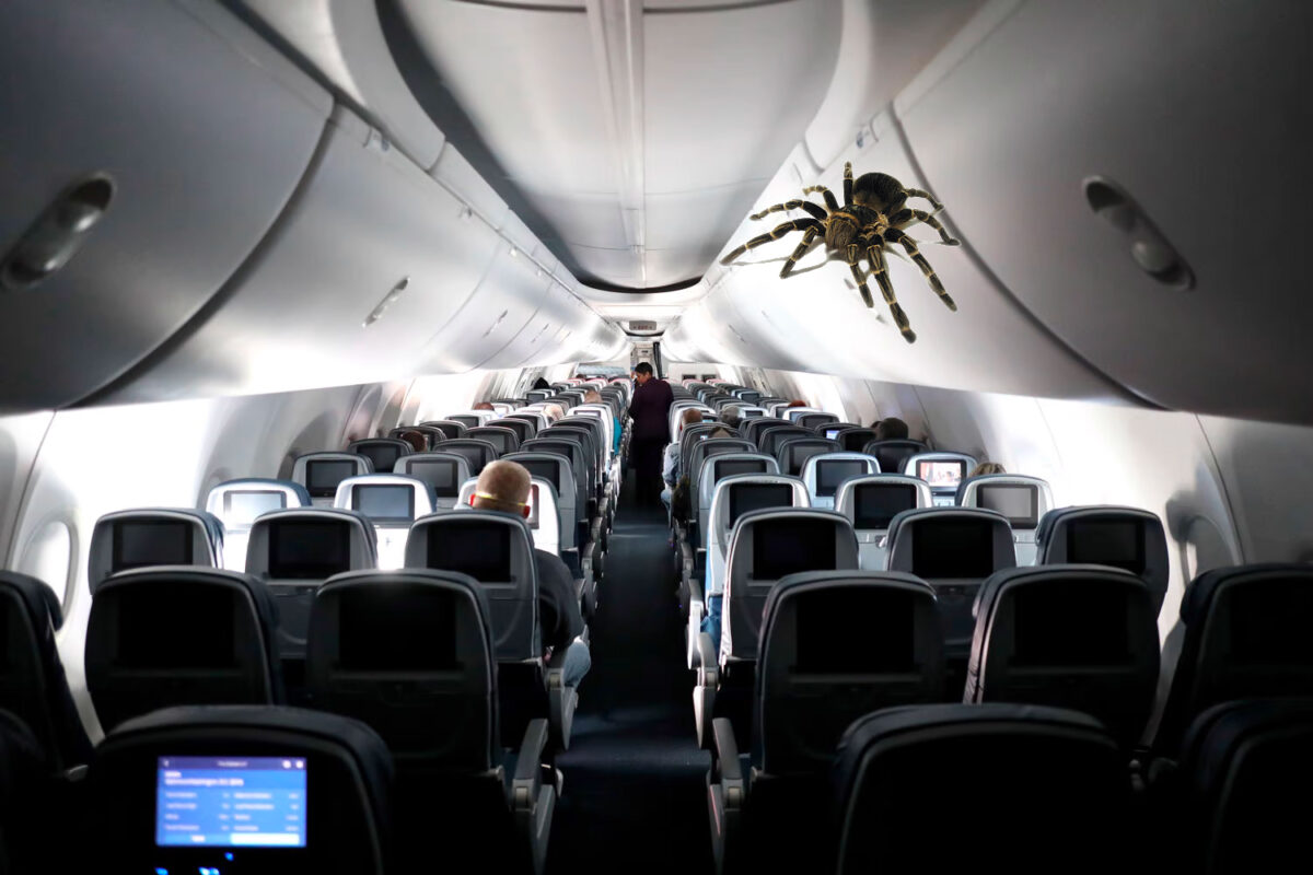 Giant Tarantula Captured On Brazilian Passenger Flight