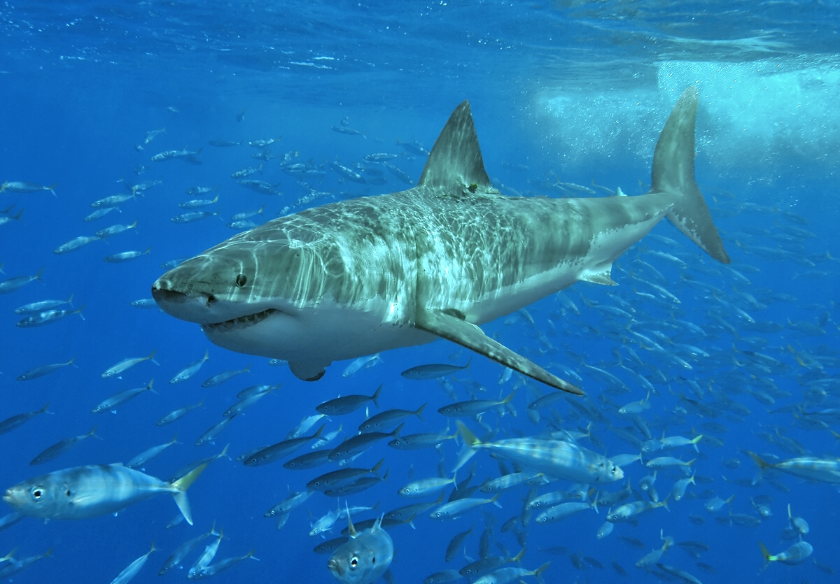 NSW Government Invests $85 Million Into Shark Mitigation Technology