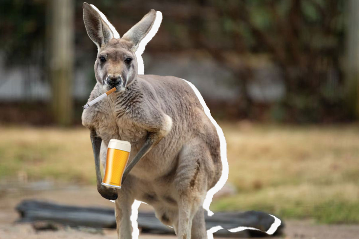 Kangaroo Joins Patrons At Pub In Western Australia