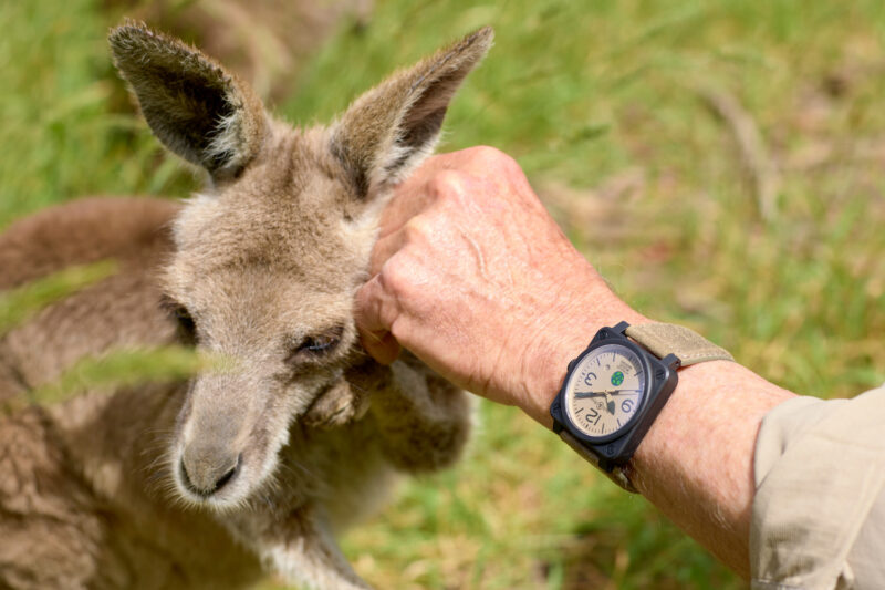 Bell & Ross Launch Watch Steve Irwin Would Approve Of