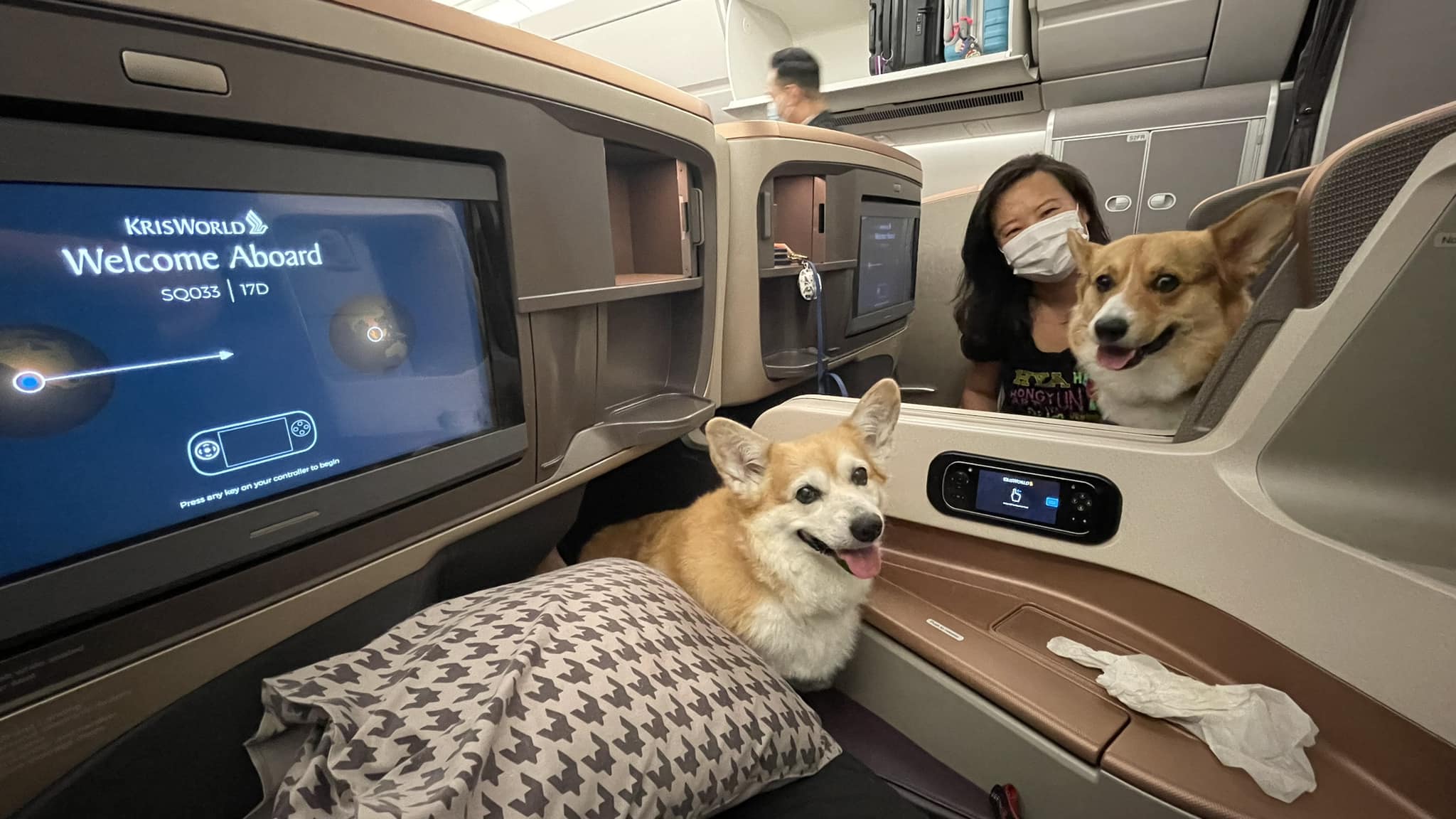Two Lucky Corgis Fly Business Class From San Francisco To Singapore