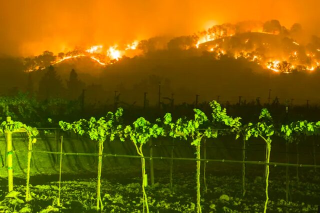Climate Change Is Destroying The Australian Wine Industry
