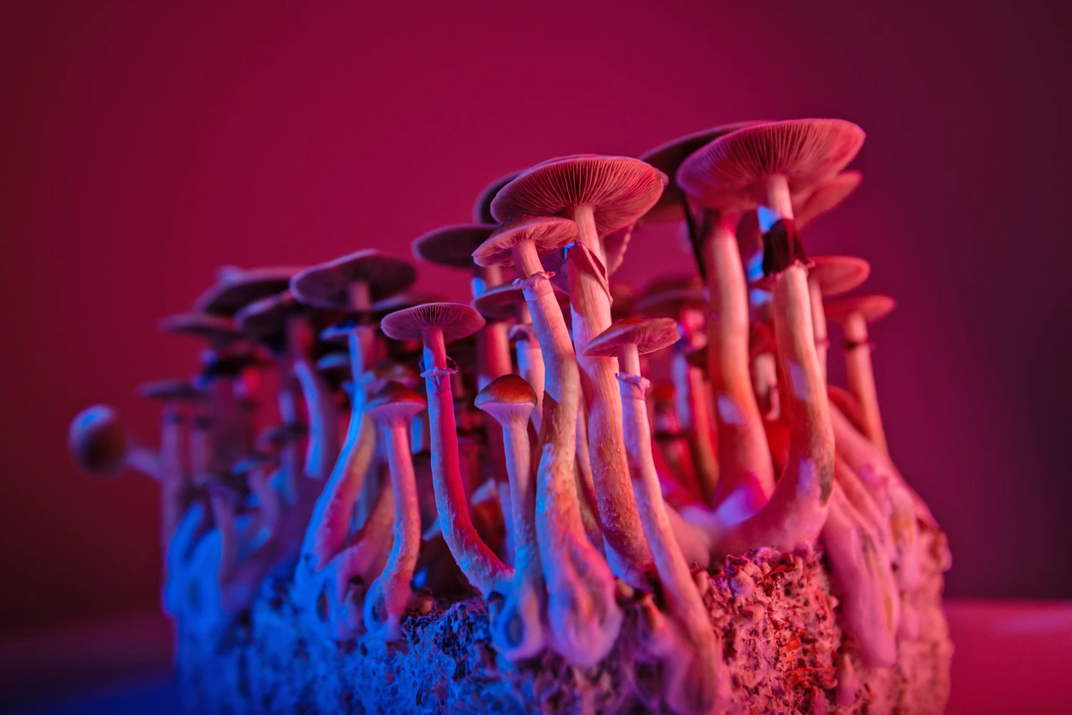 What Is Psilocybin? The Future Of Mental Health Treatments