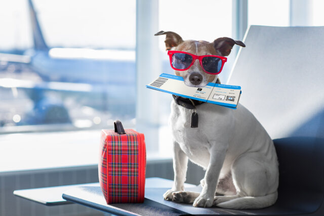 Is It Illegal To Fly With A Dog On A Commercial Flight In Australia?