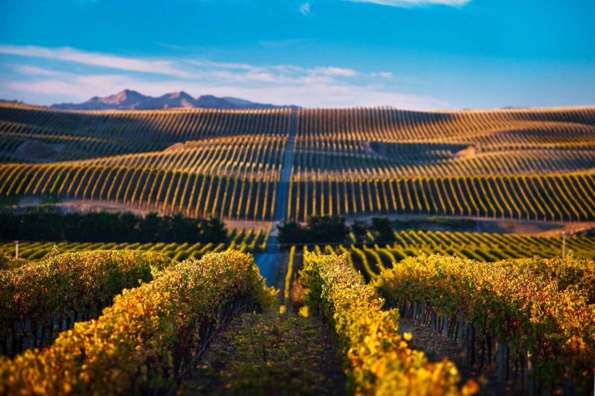 10 Best Wine Regions In The World DMARGE
