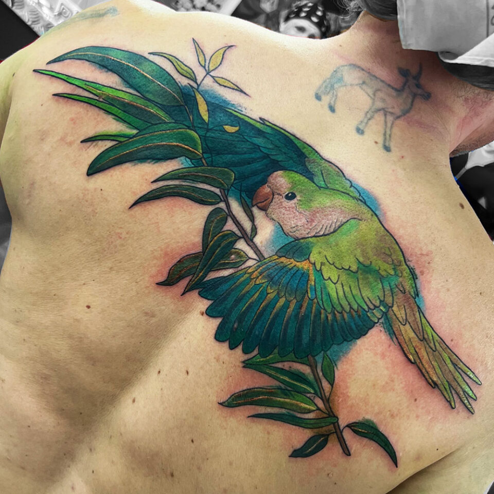 Fonte de tatuagem de animal de estimação de papagaio Quaker @redstattooparlour Instagram