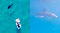 Watch Sydney Duo’s Terrifying Encounter With Great White Shark: “He’s Huge!”