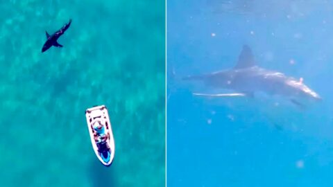 Watch Sydney Duo’s Terrifying Encounter With Great White Shark: “He’s Huge!”