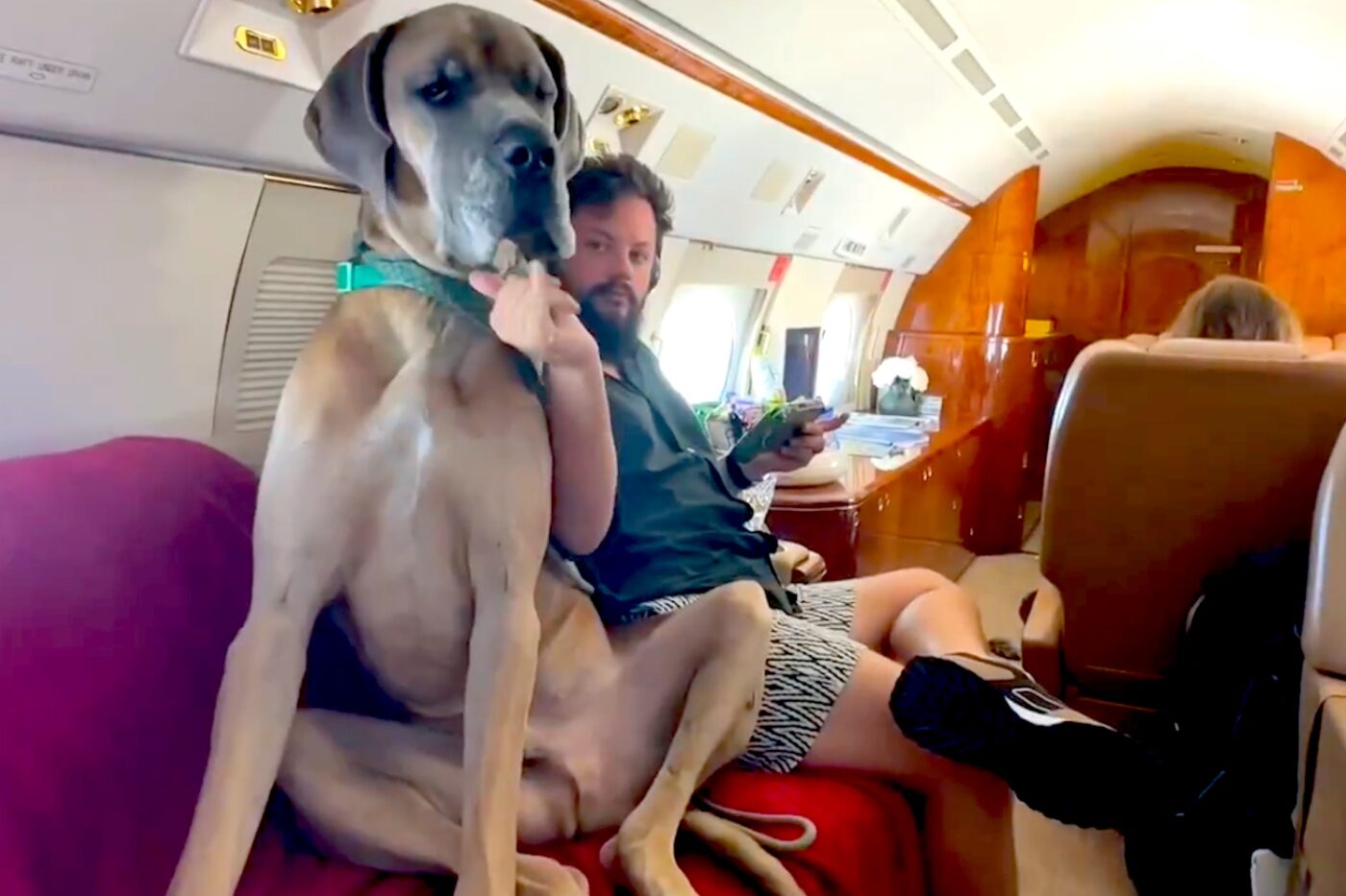 Private Jets For Dogs: For $30,000 Your Pets Can Fly Better Than You