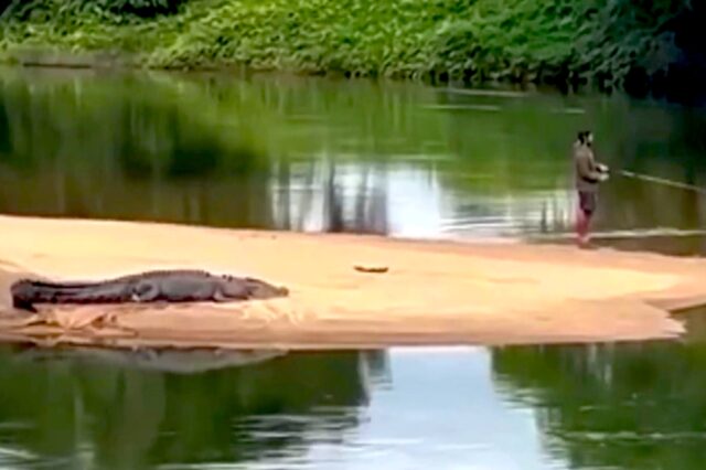 Peak Australia: Saltwater Crocodile Sneaks Up On Clueless Fisherman In Terrifying Video