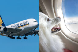 Flyers Demand Refund After ‘Snorting, Farting’ Dog Ruins 13-Hour Flight With Unbearable Smell