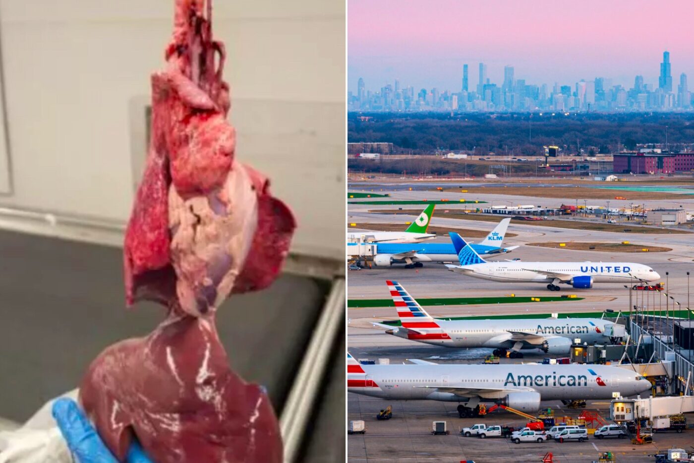 Couple Caught Smuggling Disemboweled Goat In Luggage At Chicago Airport