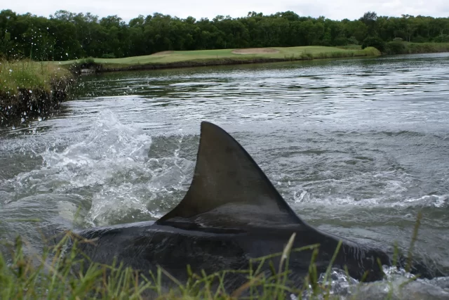 Queensland’s Shark Infested Golf Course Is The Most Australian Thing Ever