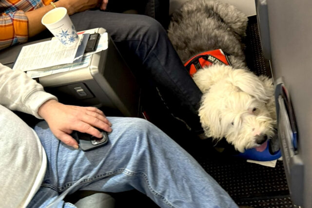 First Class Traveller Outraged After Losing ‘Paid For’ Seat To A Dog