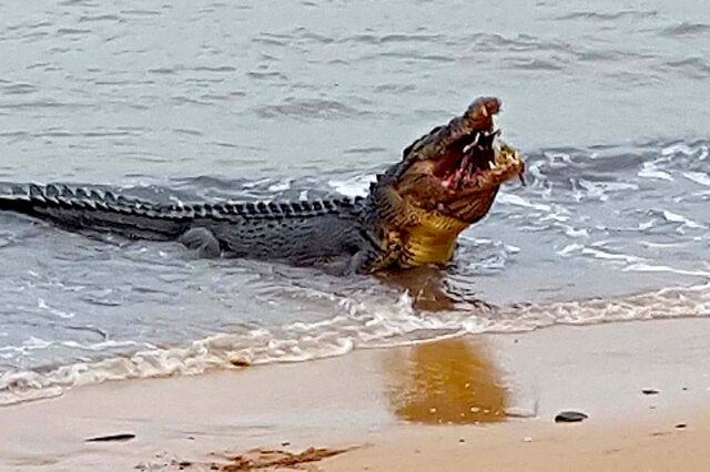 World’s Deadliest Beach Revealed: Lethal Jellyfish & 100,000 Crocodiles