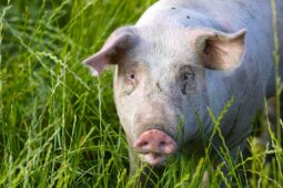 Pig Kidney Transplanted Into Living Person For First Time Ever, Confirm Boston Doctors