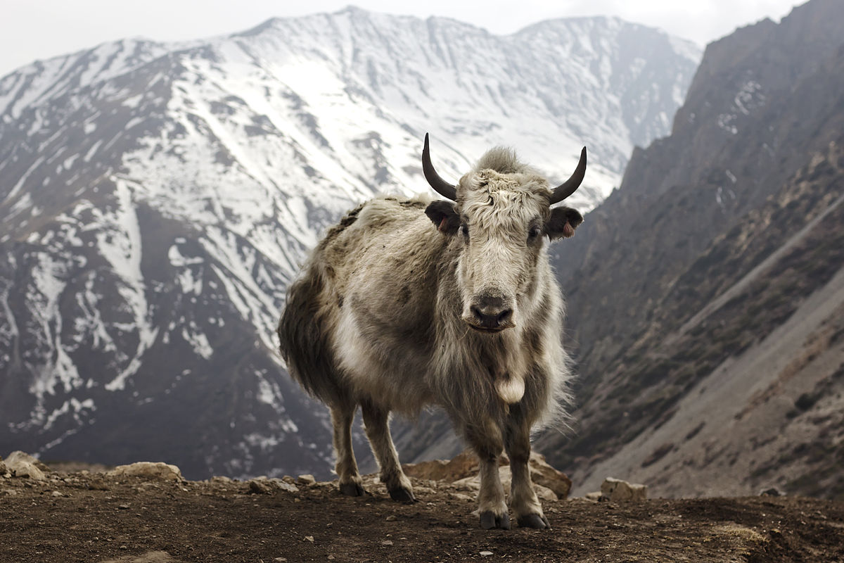 A yak. 